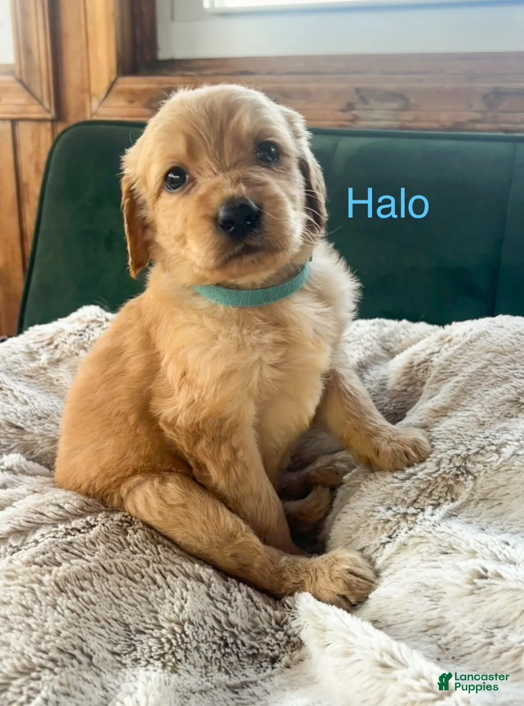Goldendoodle dogs for sale: Halo - Ad 1