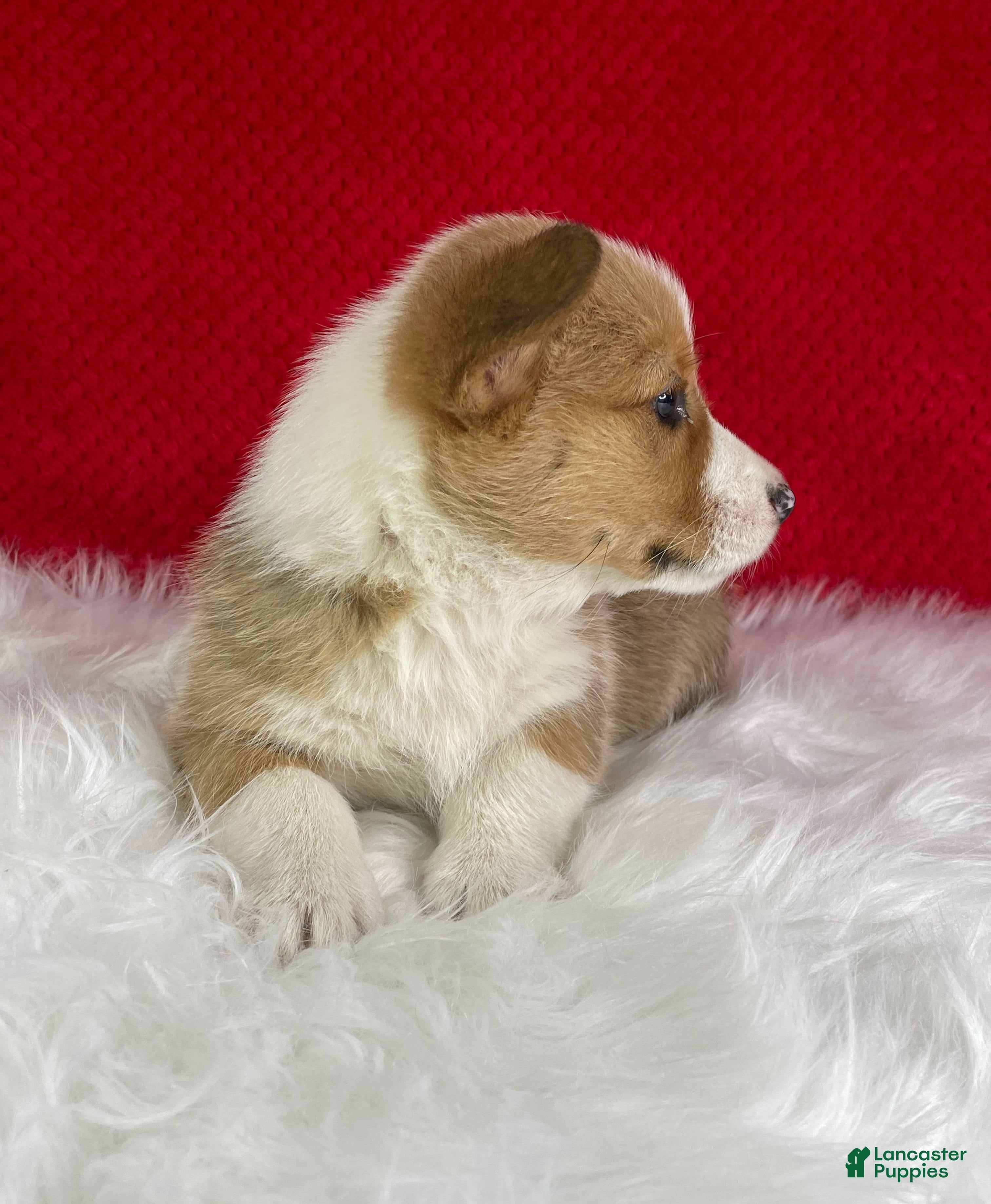Welsh Corgi Pembroke dogs Maple - Ad 2