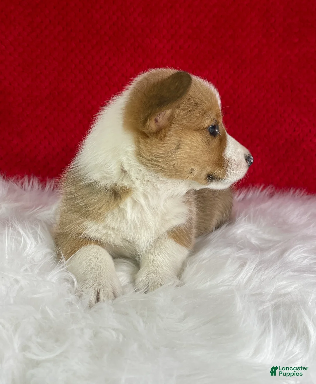 Welsh Corgi Pembroke dogs for sale: Maple - Ad 2