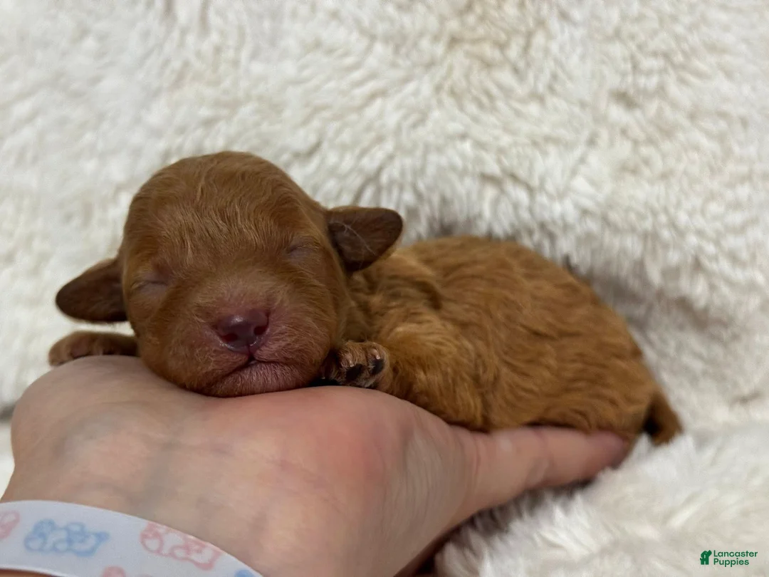 Toy Poodle dogs for sale: Peach - Ad 1