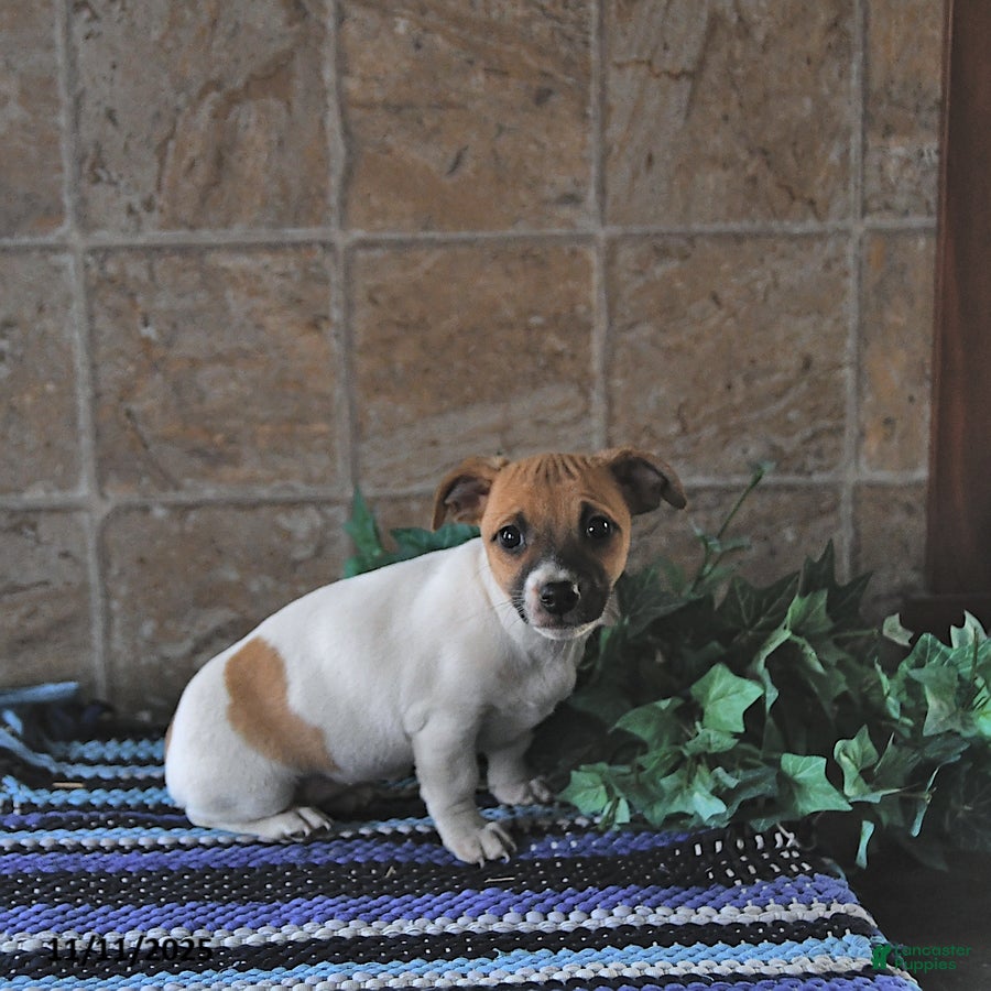 Jack Russell Terrier dogs Aurora - Ad 6