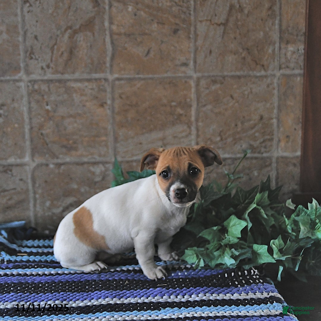 Jack Russell Terrier dogs for sale: Aurora - Ad 1