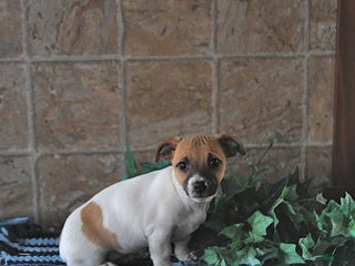 Jack Russell Terrier dogs Aurora - Ad 39