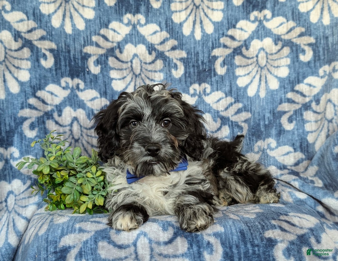 Cockapoo dogs for sale: Randall - Ad 5