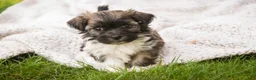 Havanese dogs for sale: Sweetie - Ad 4