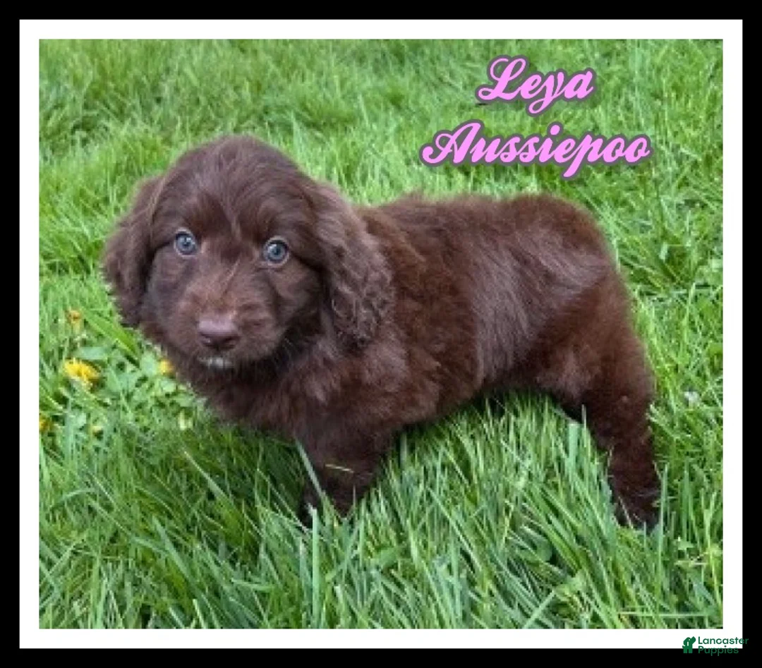 Aussiedoodle dogs for sale: Leya - Ad 1