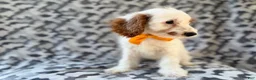 Cockapoo dogs for sale: Trent - Ad 9