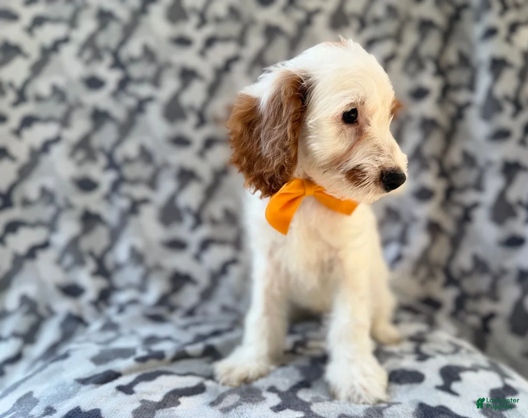 Cockapoo dogs for sale: Trent - Ad 9