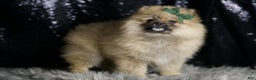 Pomeranian dogs for sale: Peanut - Ad 4