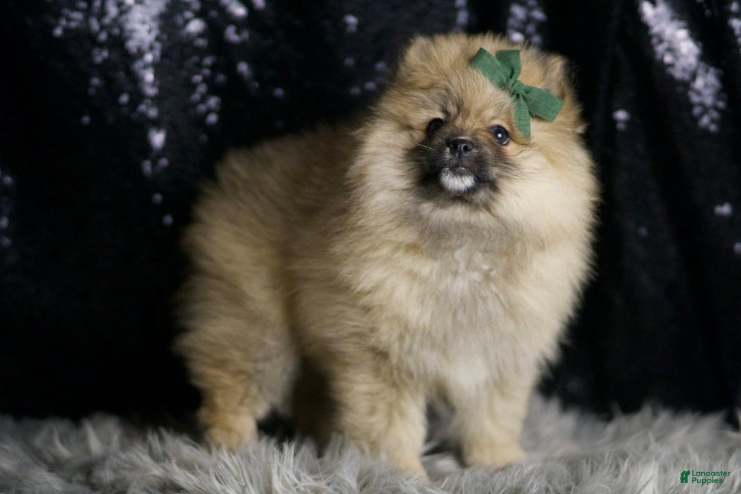 Pomeranian dogs for sale: Peanut - Ad 4