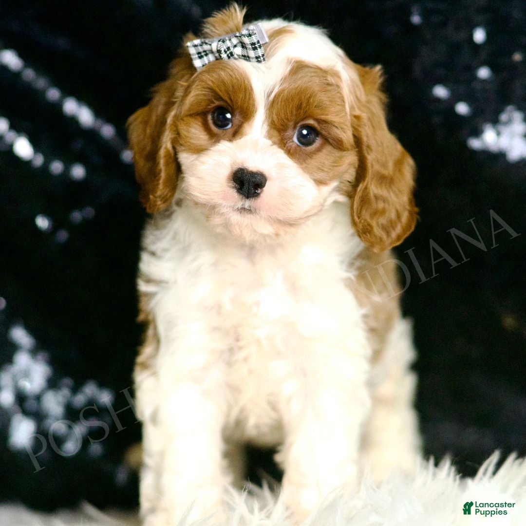 Cavapoo dogs for sale: Dumpling F1 - Ad 2