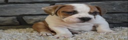 Mixed Breed dogs for sale: Tank  - Ad 2