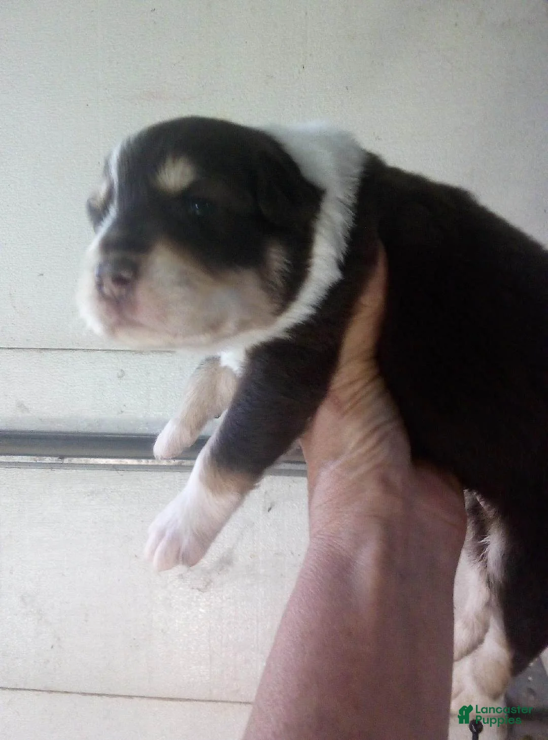Australian Shepherd dogs for sale: slate ( red tri ) - Ad 1
