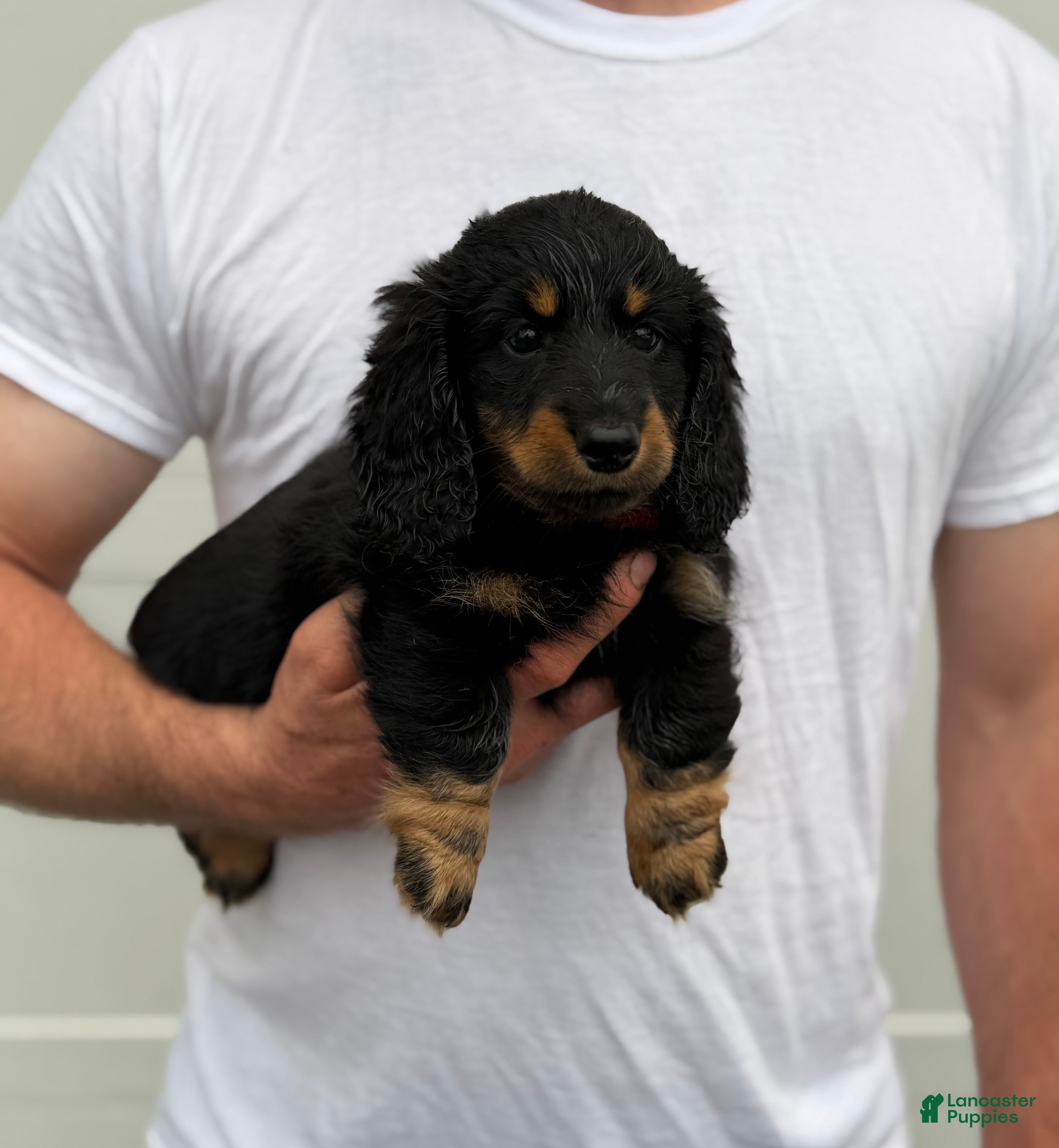 Dachshund dogs Duke, longhaired Dachshund  - Ad 1