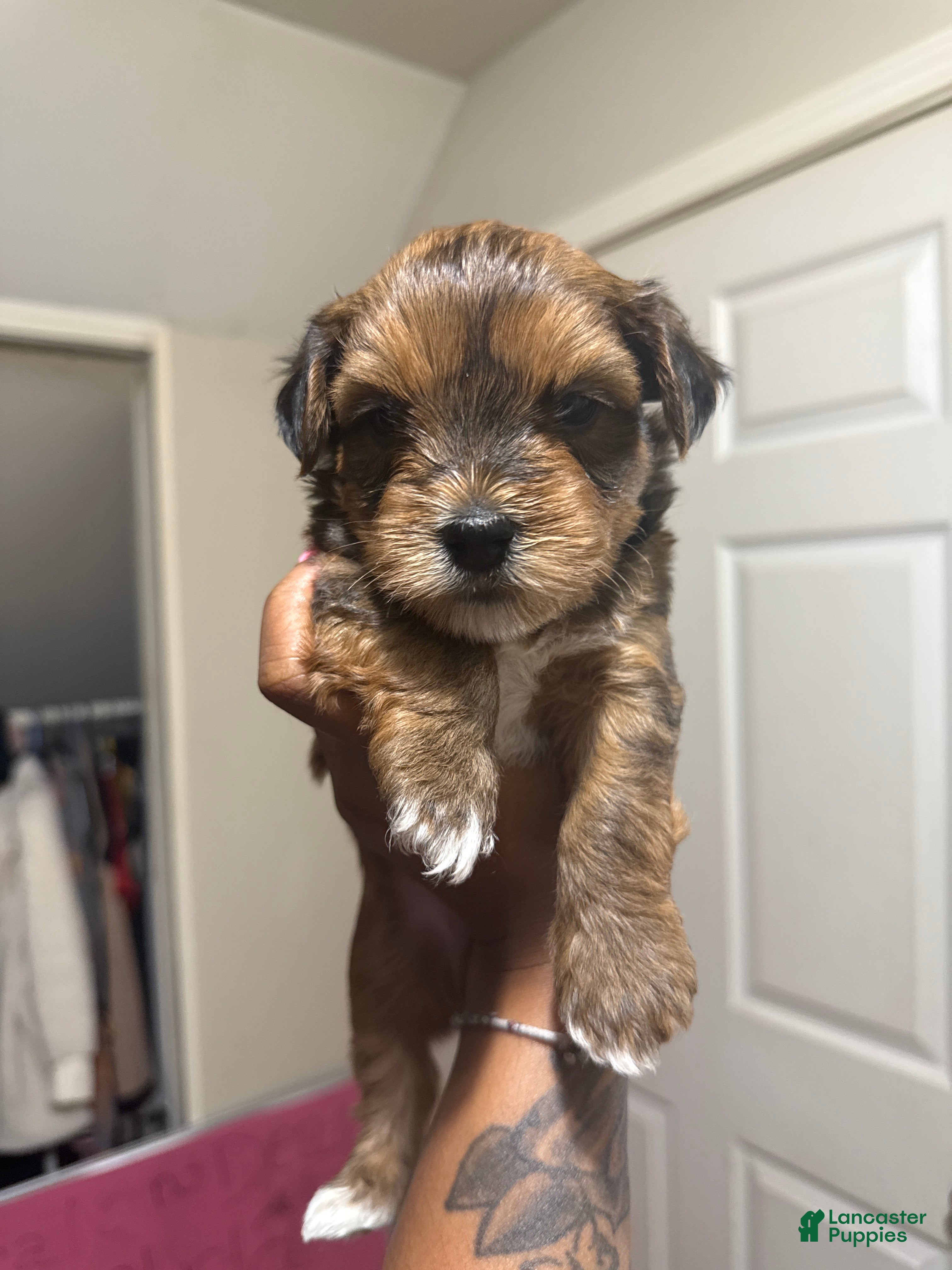 Mixed Breed dogs Bentley  - Ad 37