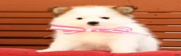 Pomeranian dogs for sale: Sadie - Ad 1
