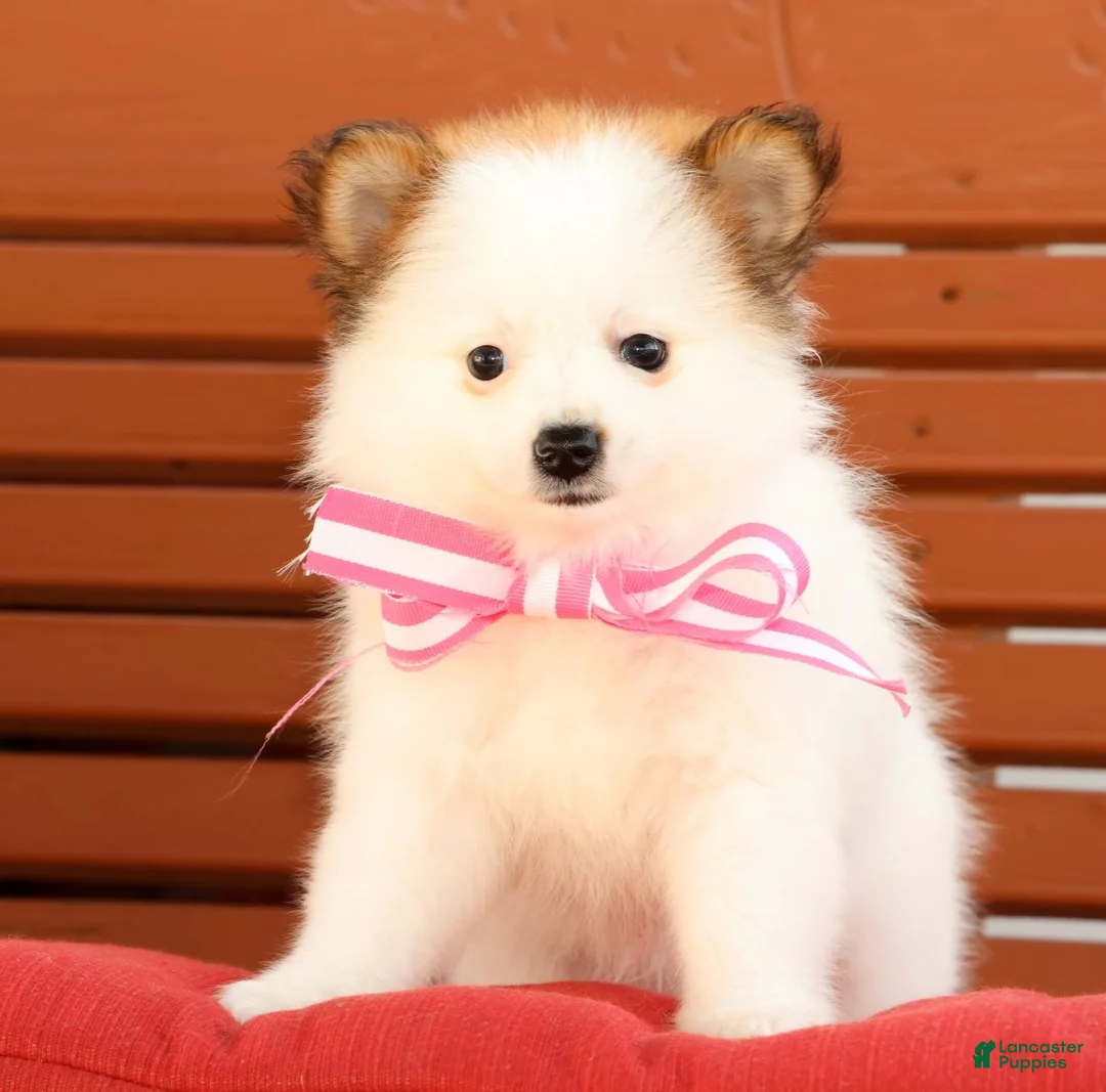 Pomeranian dogs for sale: Sadie - Ad 1