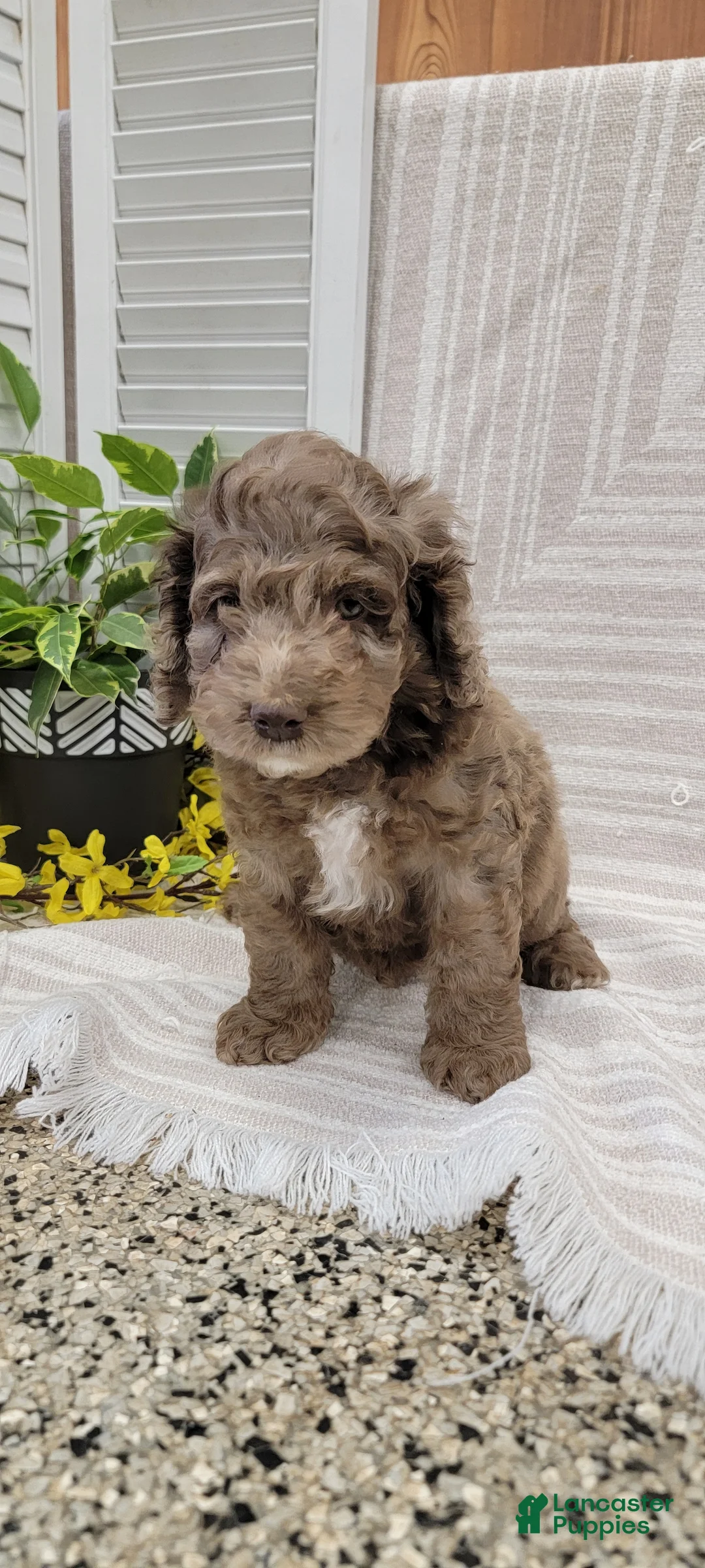 Cockapoo dogs for sale: Myron - Ad 2