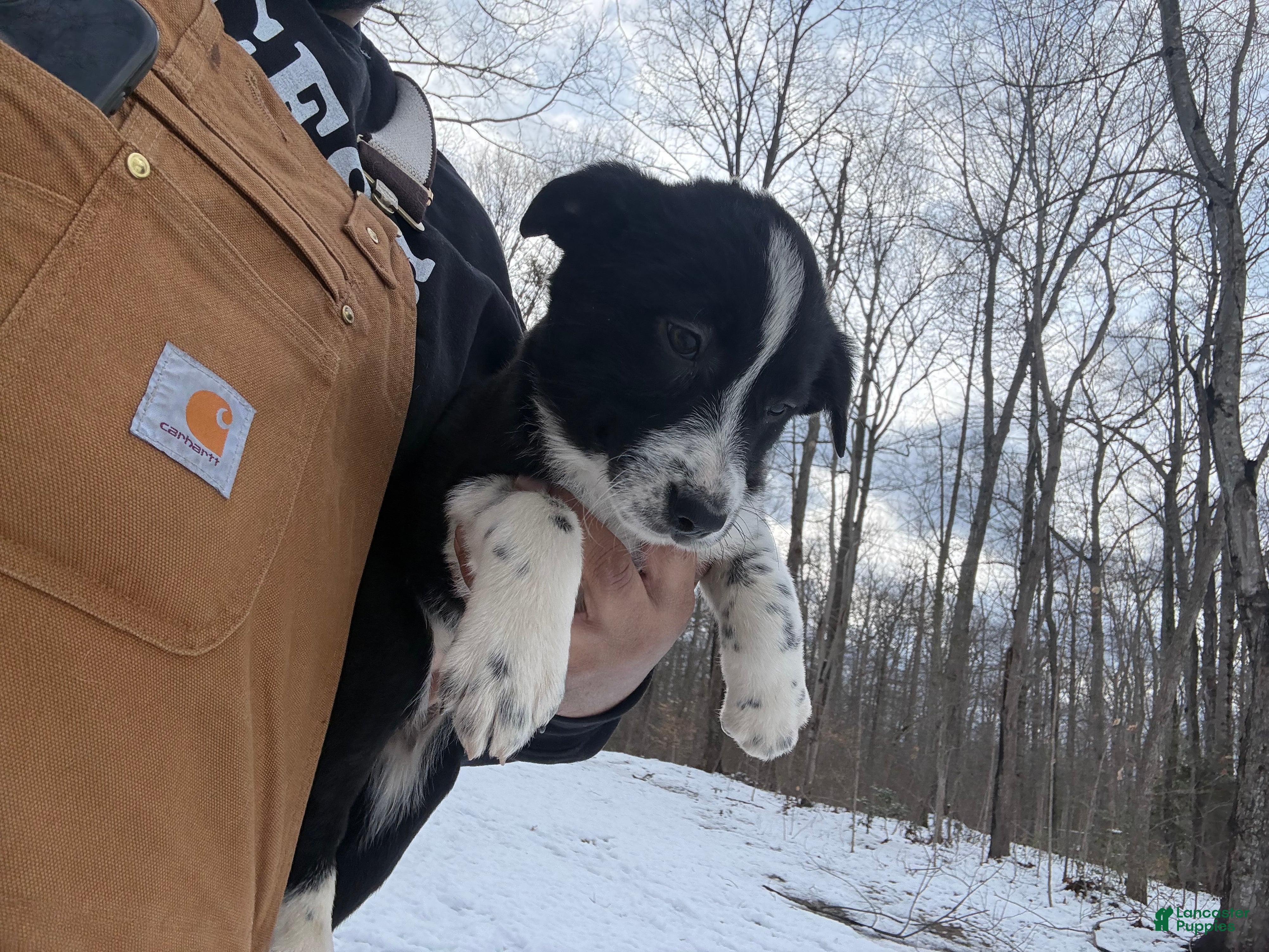 Border Collie dogs Border Collie Puppy 8 - Ad 9