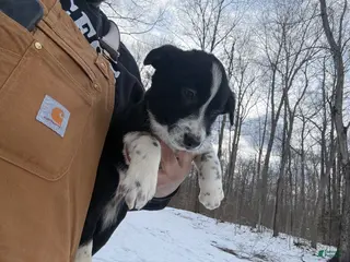 Border Collie dogs Border Collie Puppy 8 - Ad 9