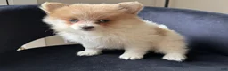 Pomeranian dogs for sale: Shelly - Ad 2