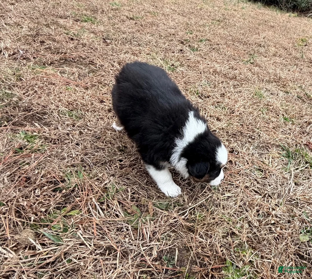 Australian Shepherd dogs for sale: Millie - Ad 4