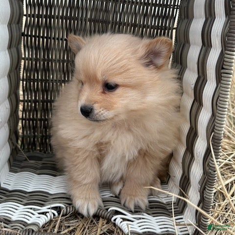 Pomeranian dogs Lettie - Ad 2