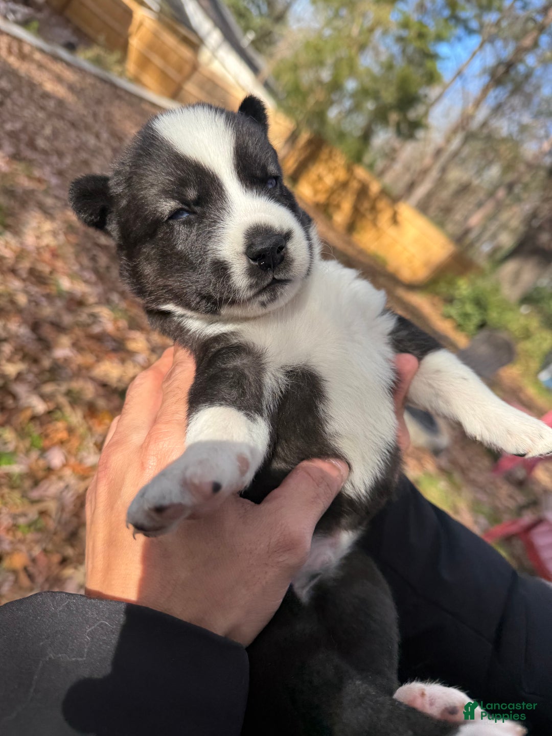 Siberian Husky dogs for sale: Florida Man - Ad 7