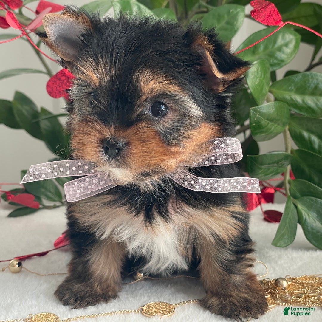 Yorkshire Terrier dogs for sale: Paisley - Ad 15