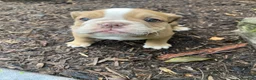 English Bulldog dogs for sale: Pearl - Ad 12