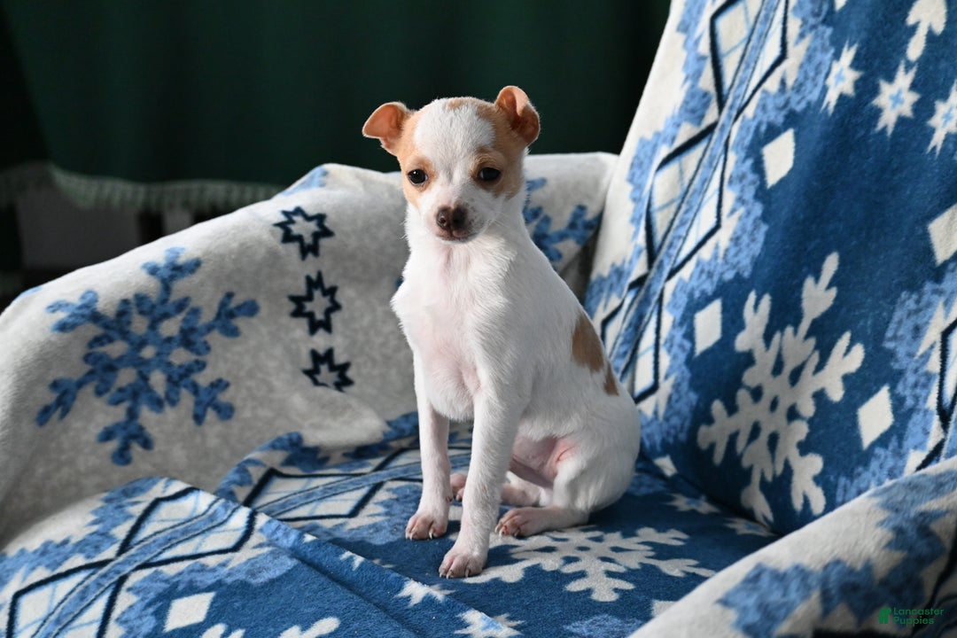 Mixed Breed dogs for sale: Don - Ad 3