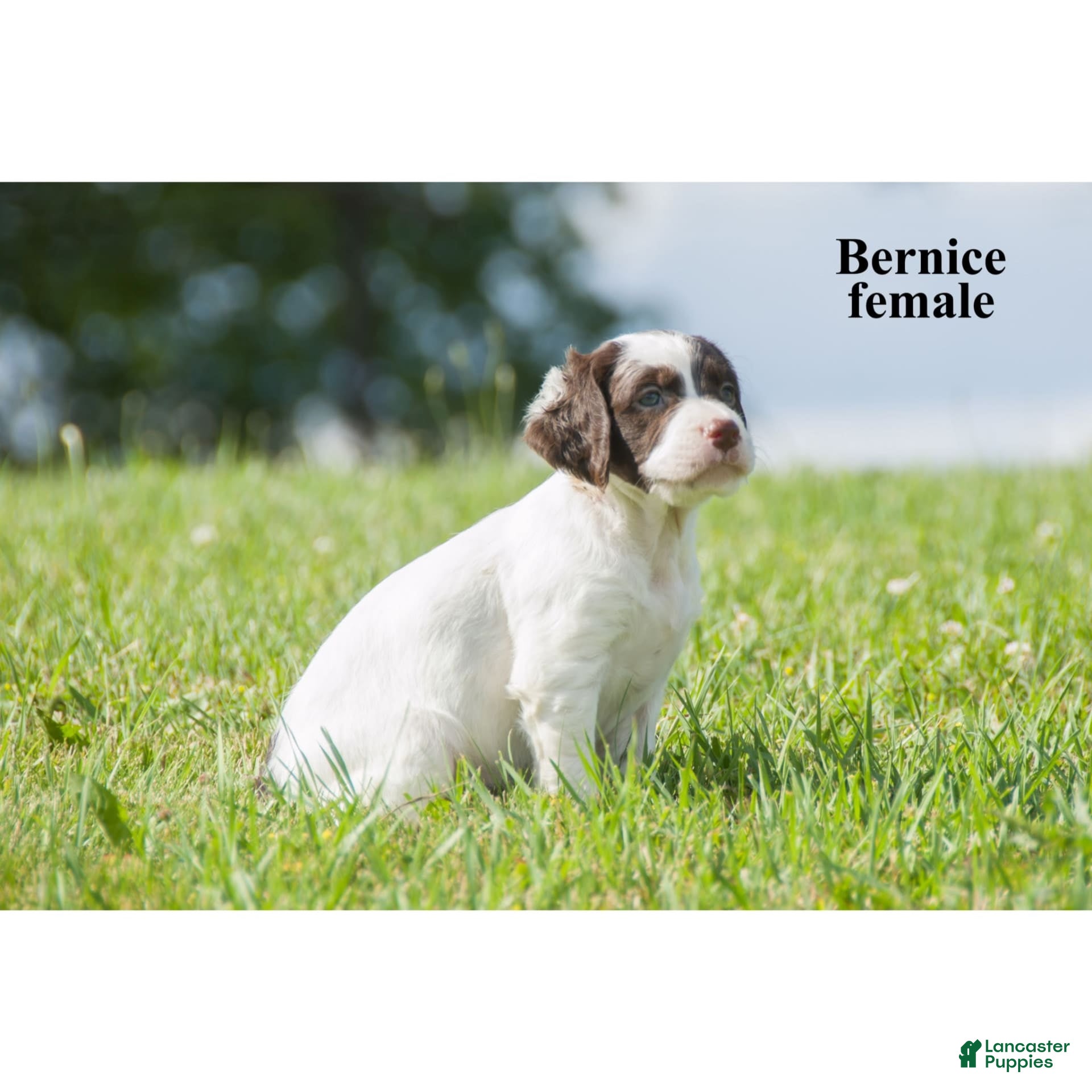 Dog Breed Short Haired Brittany Spaniel Brittany Spaniel Puppies