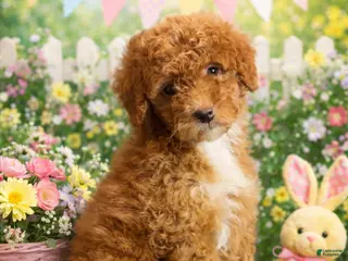 Mini Goldendoodle dogs Ms Muffin - Ad 18