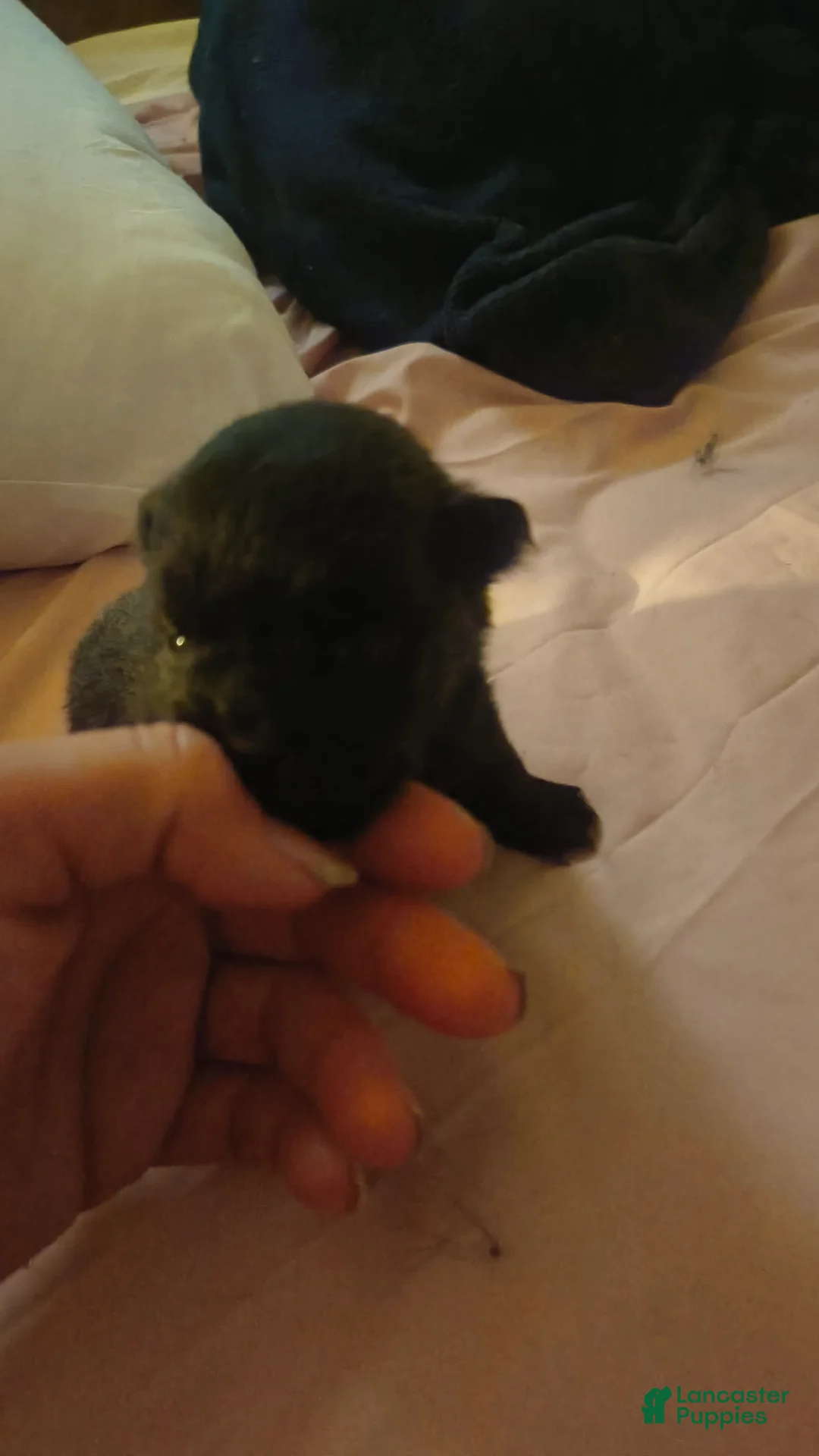 Pomeranian dogs for sale: Pomeranian Puppy 3 - Ad 1