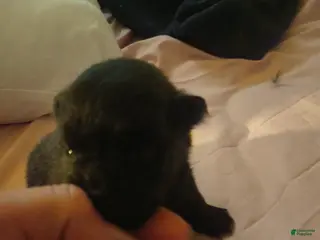 Pomeranian dogs Pomeranian Puppy 3 - Ad 2