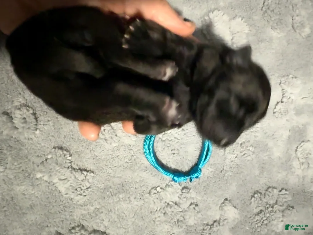 Belgian Malinois dogs for sale: Teal Collar - Ad 2