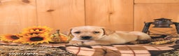 Labrador Retriever dogs for sale: Summer - Ad 15