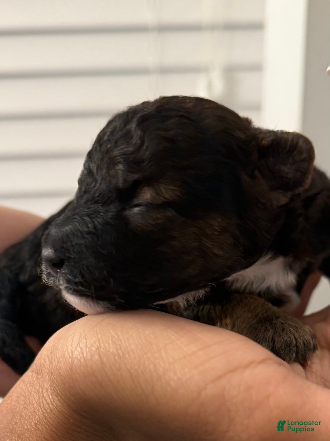 Mini Bernedoodle dogs for sale: Artemis - Ad 5