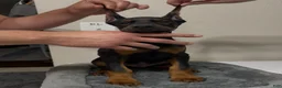 Doberman Pinscher dogs for sale: Doberman Pinscher 2 - Ad 4
