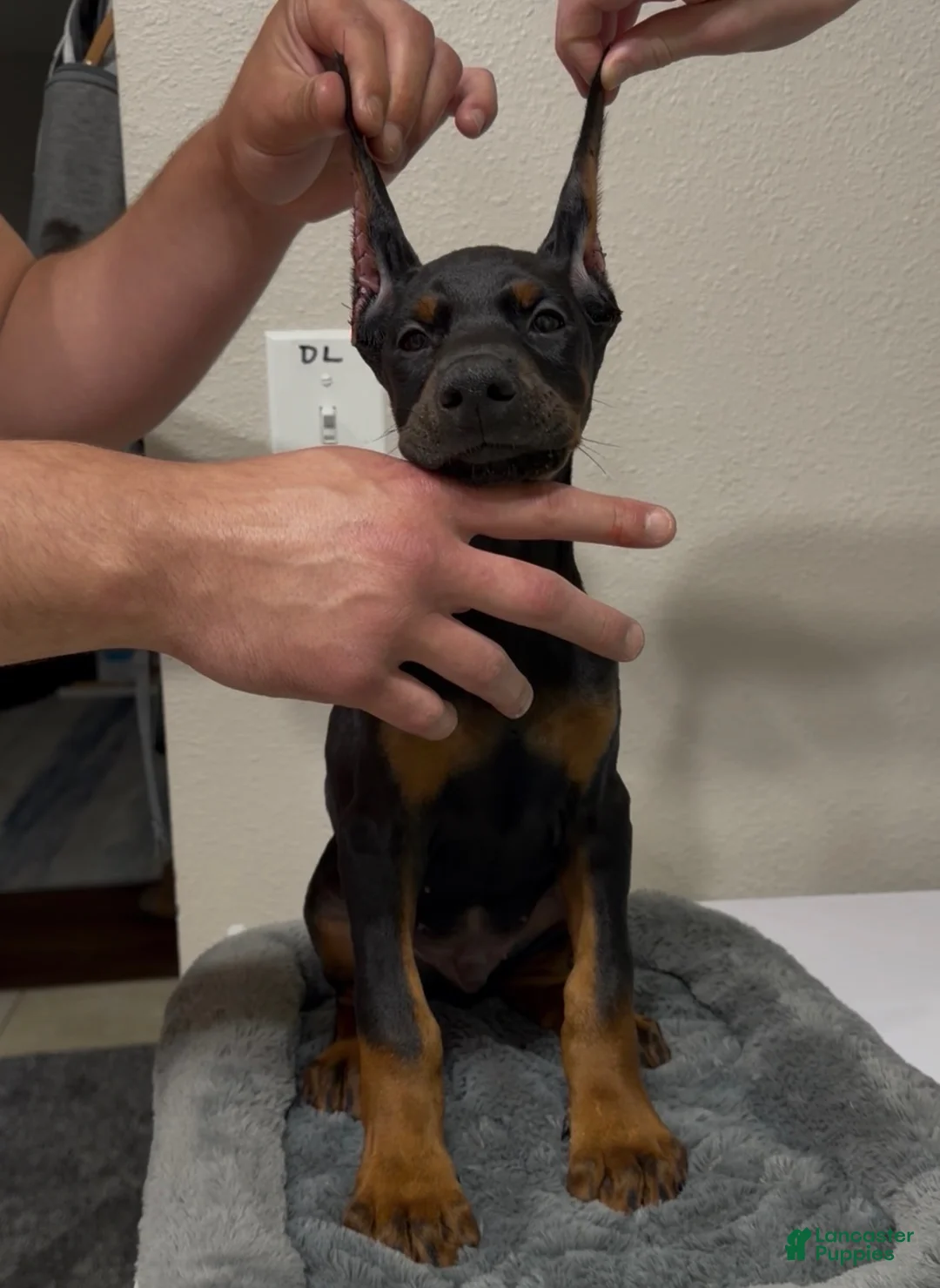 Doberman Pinscher dogs for sale: Doberman Pinscher 2 - Ad 4