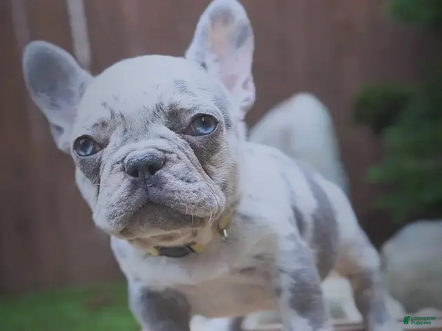 French Bulldog dogs for sale: Nesta - Ad 22