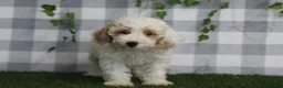 Miniature Poodle dogs for sale: Casper - Ad 3
