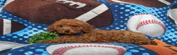 Miniature Poodle dogs for sale: Rex AKC Registered - Ad 5