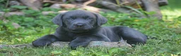 Labrador Retriever dogs for sale: King - Ad 5