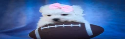 Maltese dogs for sale: Maribel🌸 - Ad 7