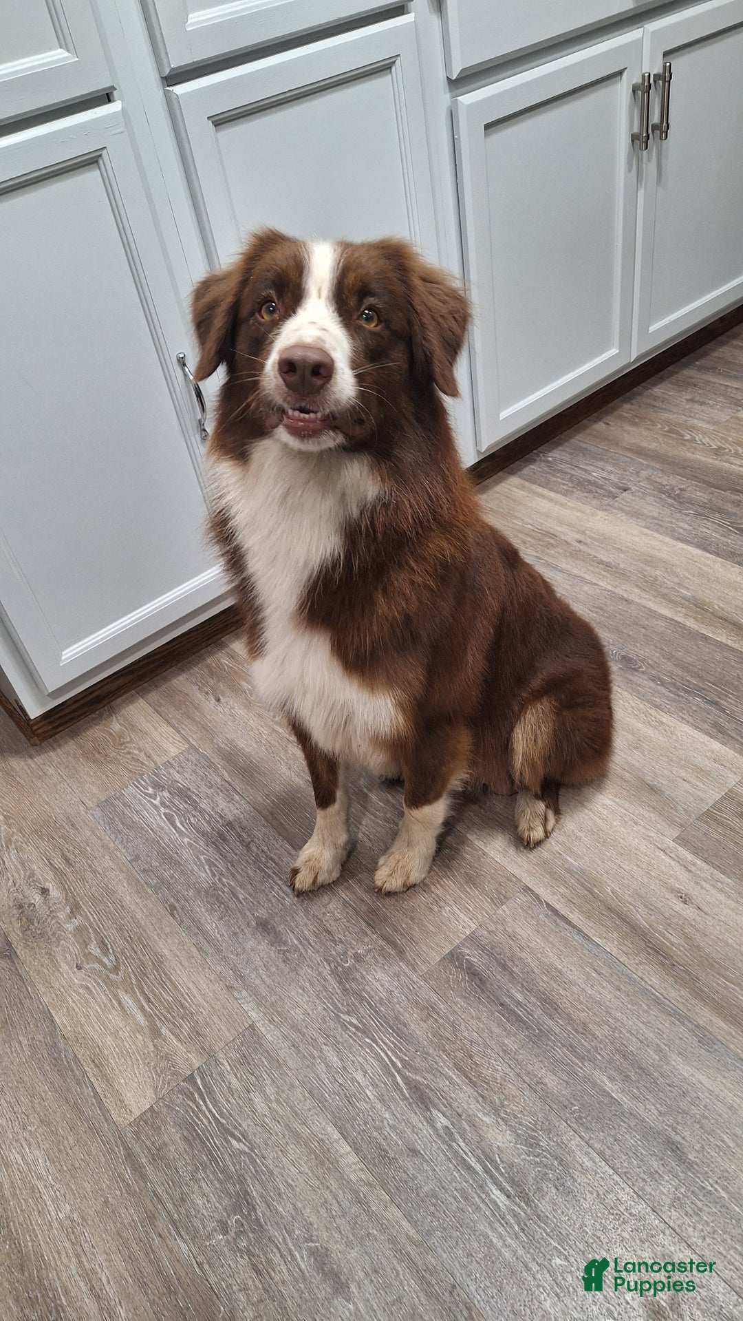 Australian Shepherd dogs for sale: Australian Shepherd Puppy 2 - Ad 2