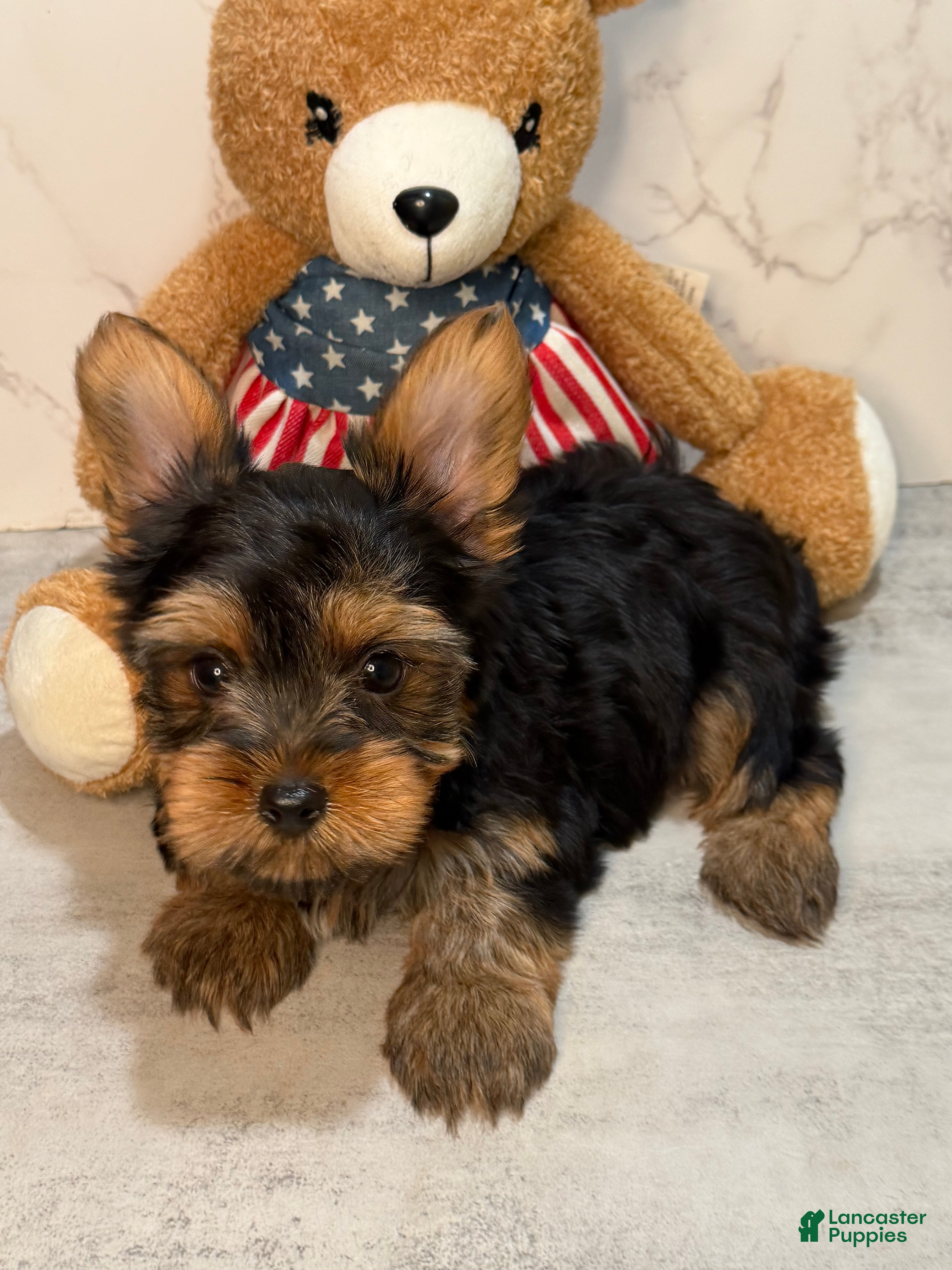 Yorkshire Terrier dogs Teacup Kenneth  - Ad 2