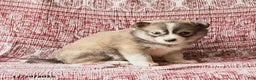 Pomsky dogs for sale: Lassie - Ad 2