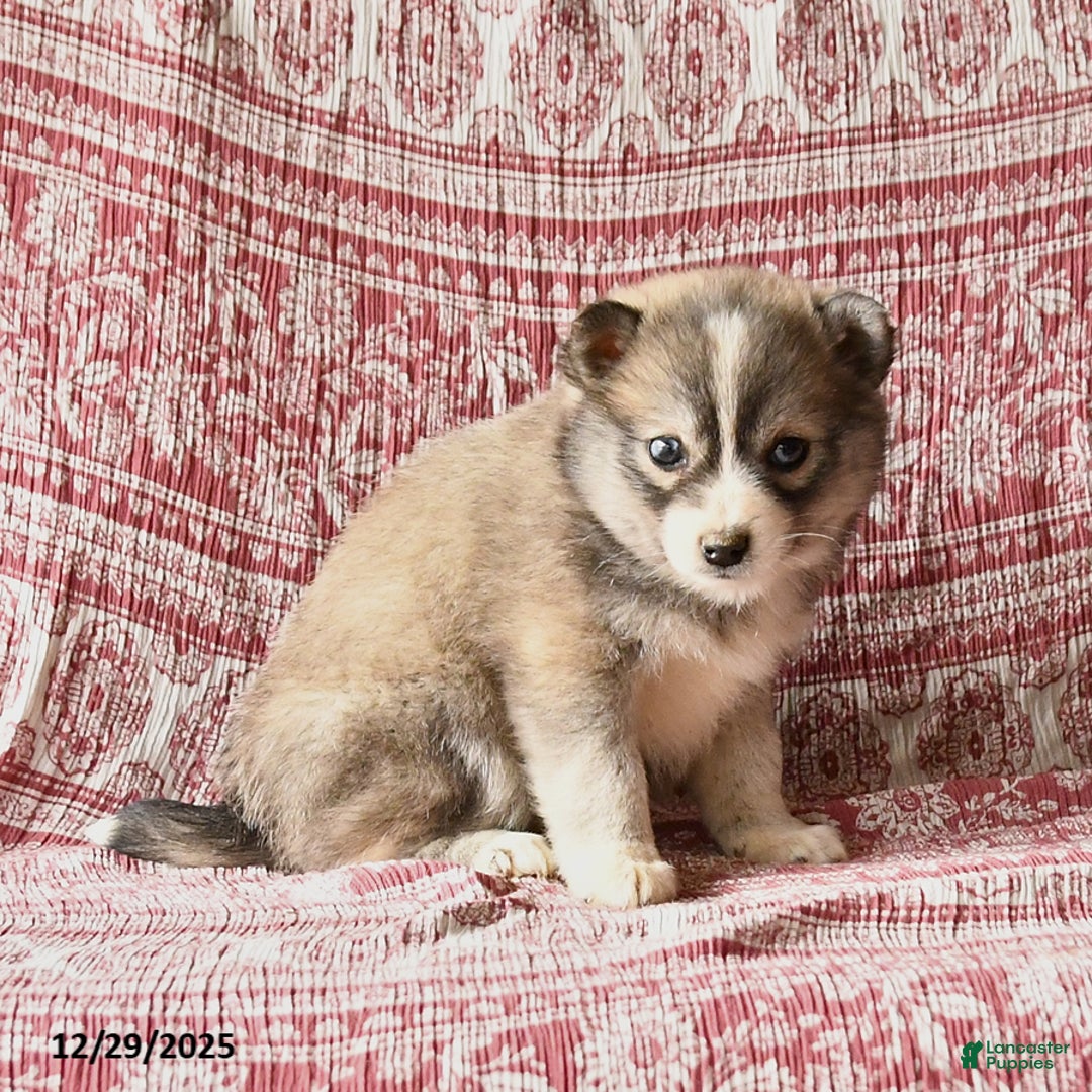 Pomsky dogs for sale: Lassie - Ad 2