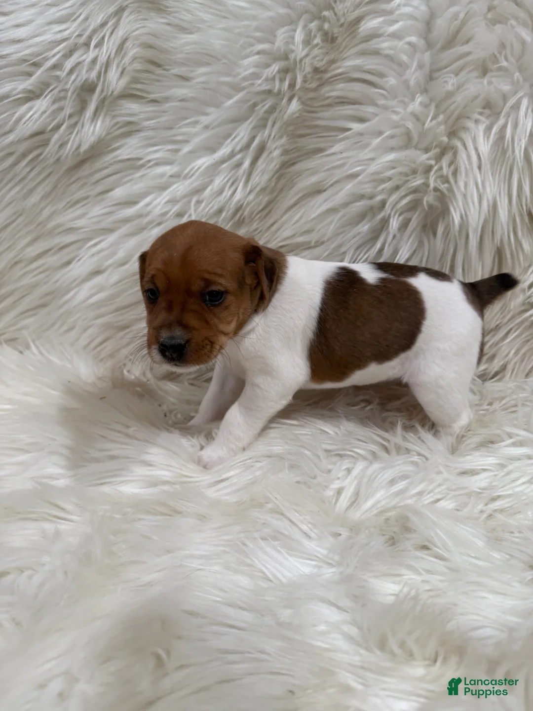 Jack Russell Terrier dogs for sale: Jrtca Valentine  - Ad 1